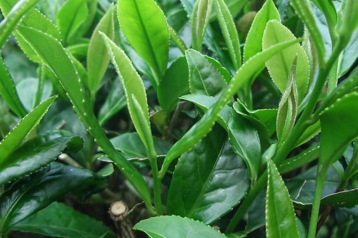 矮化密植茶园