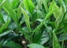 矮化密植茶园的种植管理技术
