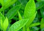 温度对茶叶品质有哪些影响