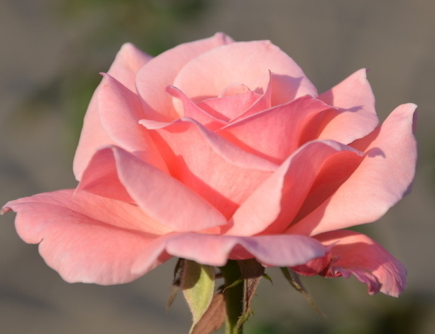 月季花栽培技术