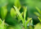 茶树种植中茶芽瘿蚊的防控技术
