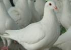 肉鸽常规饲养管理技术