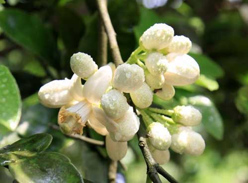 柚子促花结果