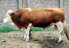 肉牛养殖成本和利润