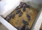 贵州竹鼠养殖技术