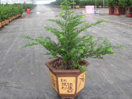 红豆杉的繁殖技术