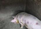 猪丹毒防治方法