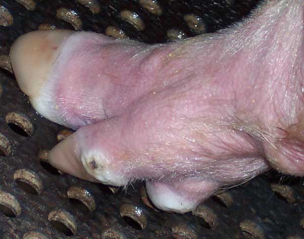 猪口蹄疫防治方法
