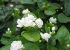 茉莉花的养殖方法