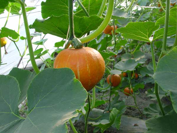 怎样种植蔬菜才能够赚到钱？