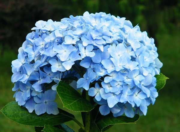 绣球花的花语是什么？
