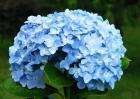 绣球花的花语是什么？