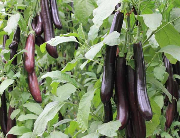 茄子可以生吃吗?