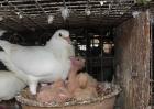肉鸽养殖技术及视频教程