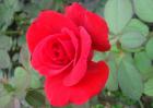 月季花语是什么？