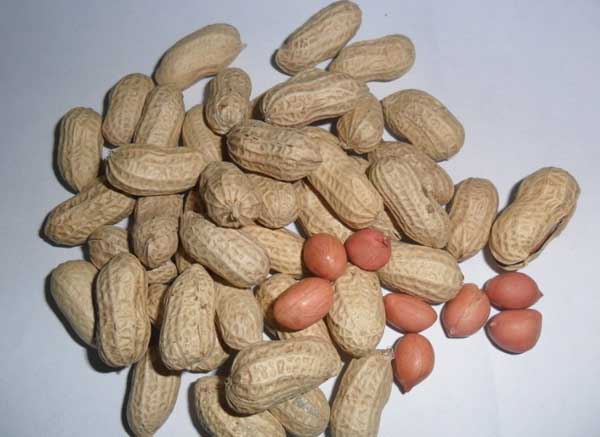 花生的功效与作用及食用方法