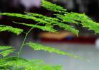 文竹的养殖方法