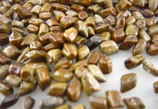 决明子的功效与作用及食用方法