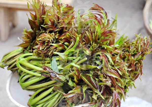 香椿的功效与作用及食用方法