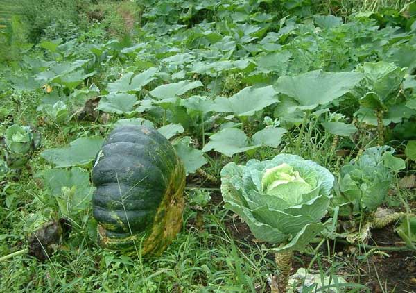 2015年农村种植什么最赚钱？