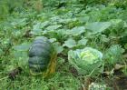 2015年农村种植什么最赚钱？
