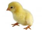 肉鸡养殖技术