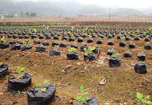 中药材种植技术