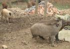 野猪破伤风的治疗方法