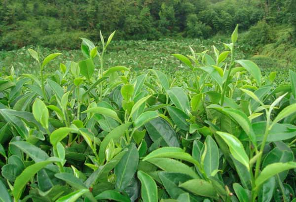 茶花繁殖技术