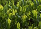 苦丁茶种植常见病虫害的防治技术