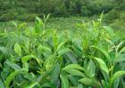 茶树育种品质鉴定方法
