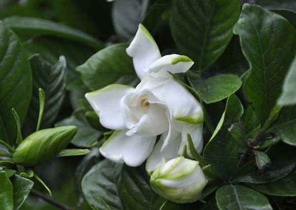栀子花怎么养最好？