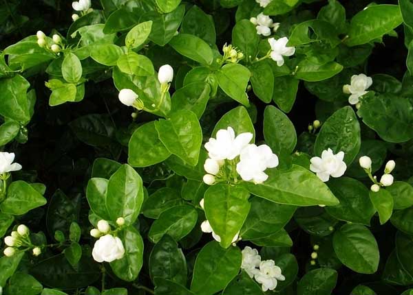 茉莉花