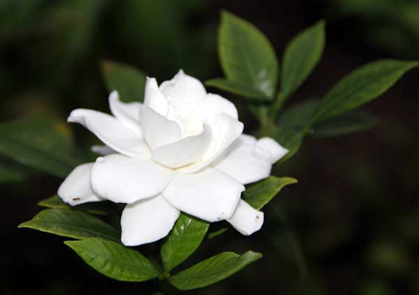 栀子花