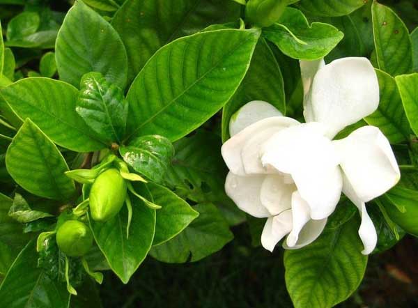 茉莉花茶品牌哪个好？