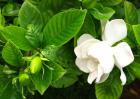 茉莉花茶品牌哪个好？