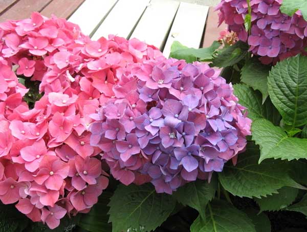 绣球花有毒吗?
