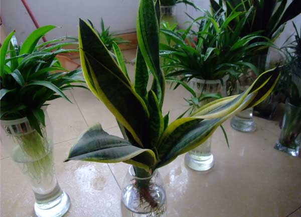 水培植物