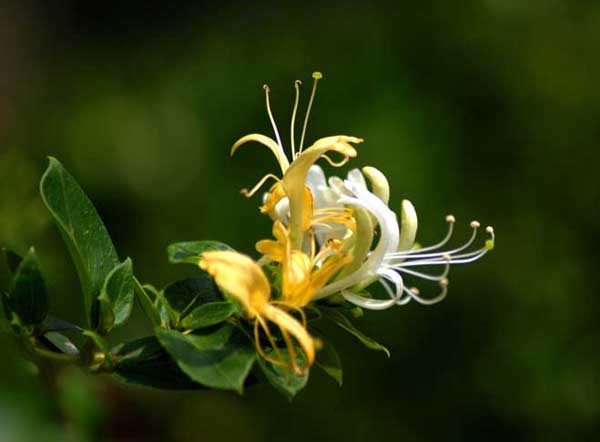 金银花