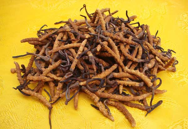 冬虫夏草怎么吃最好？