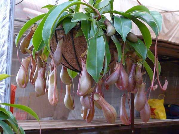 驱蚊植物