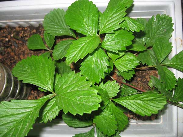 驱蚊植物有哪些？