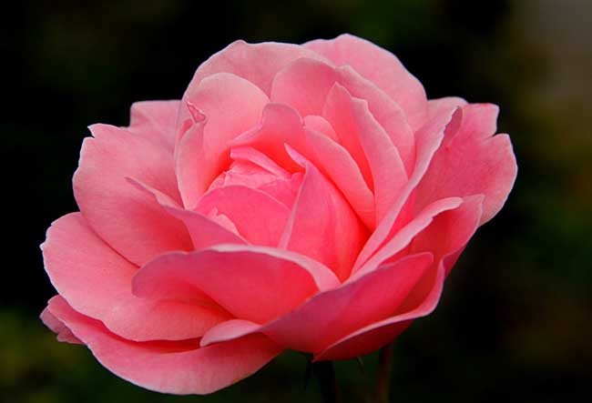 月季花