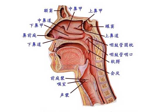 慢性咽喉炎的病因及预防方法