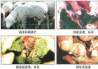 羊腐蹄病的防治方法