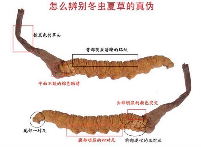 冬虫夏草