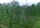 豇豆种植技术