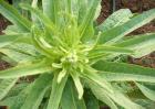 莴笋种植时间是什么时候？