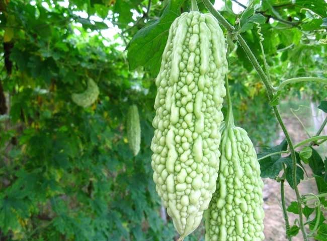 孕妇能吃苦瓜吗？