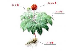 三七